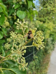 Phasia aurigera