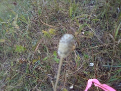 Anemone cylindrica