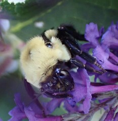 Bombus nevadensis