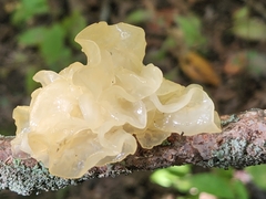 Ductifera pululahuana