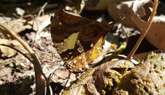 Hypna clytemnestra huebneri