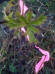 Anemone cylindrica