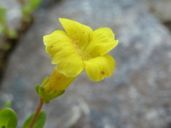 Gratiola aurea