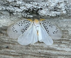 Poekilloptera phalaenoides