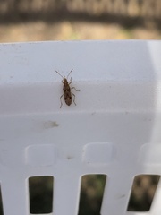 Belonochilus numenius