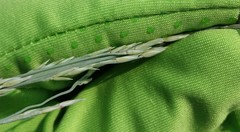 Panicum amarum amarum