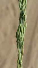 Panicum amarum amarum
