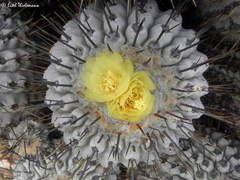 Copiapoa dealbata