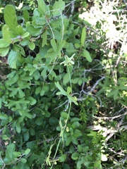 Passiflora tenuiloba