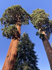 Sequoiadendron giganteum