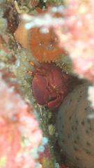Porcellanidae