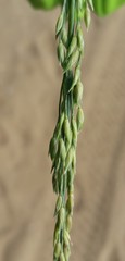Panicum amarum amarum