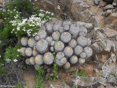 Copiapoa dealbata
