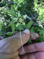 Passiflora tenuiloba
