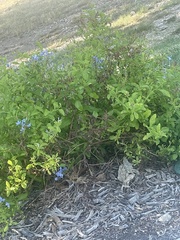 Plumbago auriculata