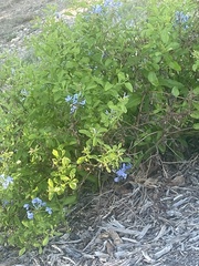 Plumbago auriculata