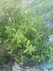 Plumbago auriculata