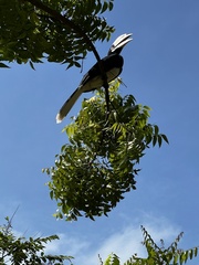 Anthracoceros albirostris