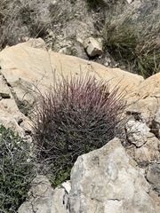 Hamatocactus hamatacanthus hamatacanthus