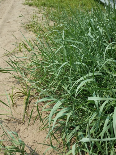 Panicum amarum var. amarum