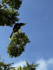 Anthracoceros albirostris