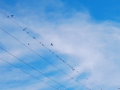 Sturnus vulgaris
