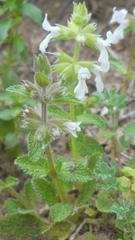 Stachys ocymastrum