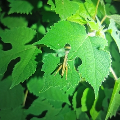 Phlaeoba angustidorsis