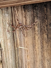 Araneus saevus