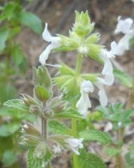 Stachys ocymastrum