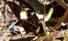 Hypna clytemnestra huebneri