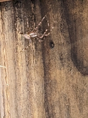 Araneus saevus