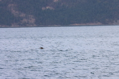 Histrionicus histrionicus