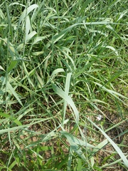 Panicum amarum amarum