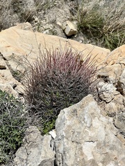 Hamatocactus hamatacanthus hamatacanthus