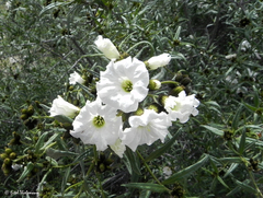 Cordia decandra