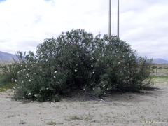 Cordia decandra