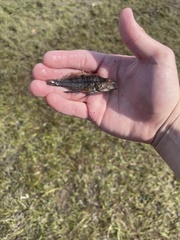 Centropristis striata