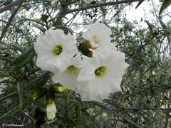 Cordia decandra