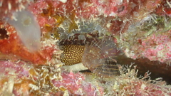 Gymnothorax miliaris