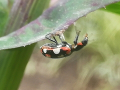 Eriopis connexa