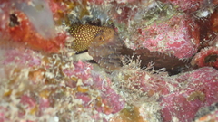 Gymnothorax miliaris