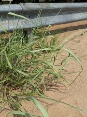 Panicum amarum amarum