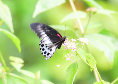 Papilio polymnestor