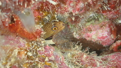 Gymnothorax miliaris