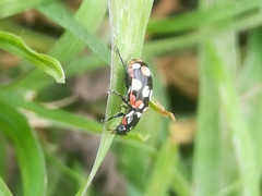 Eriopis connexa