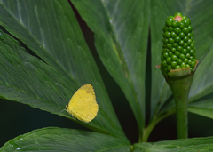 Eurema hecabe