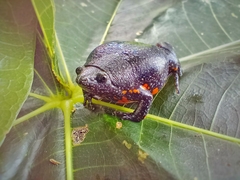 Elachistocleis pearsei