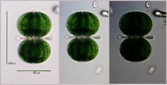 Cosmarium