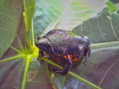 Elachistocleis pearsei